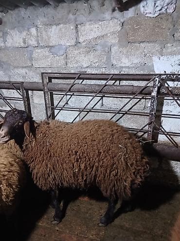 Pişiklər: Salam ərkey toğludur təmiz qızıl qulaq cinsidi damazdığ saxlanılası — 2