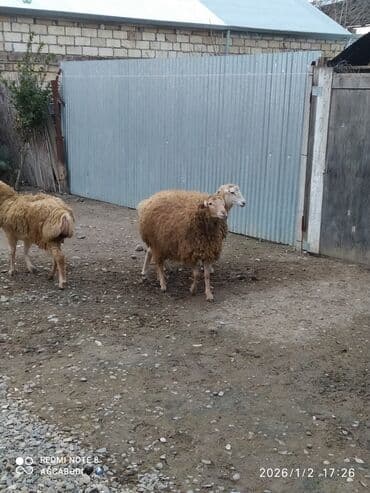 Zaslonkalar: Qoyunlar satılır – 3 baş - Növ: yerli ətlik/yunlu qoyunlar - Rəng — 3