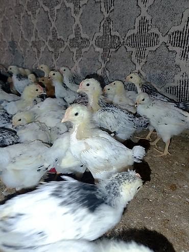 ordək balası və cucə: Toyuq cücələri, Ətlik — 5