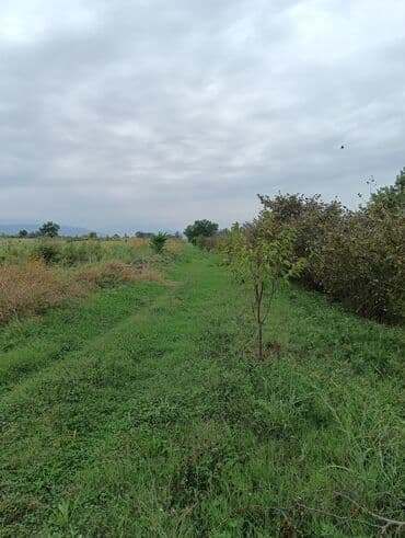 findiq ləpəsi: Məhsul: Fındıq bağı və gilas bağı Təsvir: 1.20 Ha ərazidə 12illik — 11