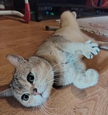 Qızıl şinşilla, Erkək, Cütləşmə üçün lalafo.az -da Qızıl şinşilla, Erkək, Cütləşmə üçün