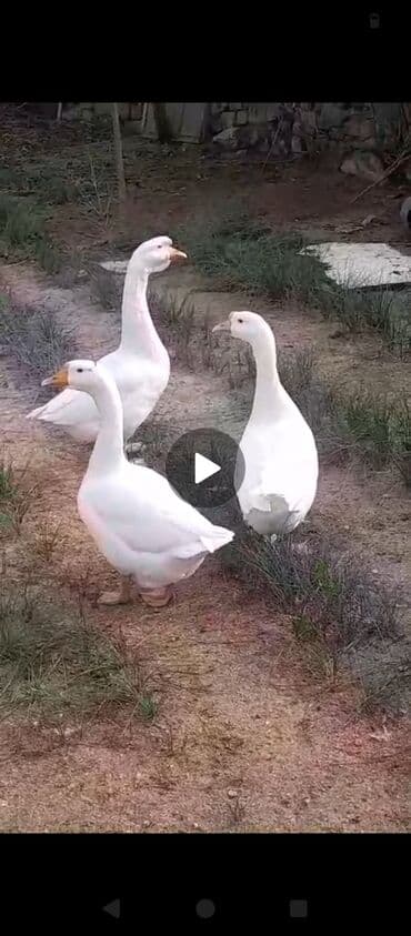 Ножи: Kök qazlardi biri 50 manat 2 dişi bir Erkey ünvan Bilgəh — 2