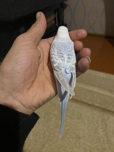 UAZ: Valnis balaları satılır ətraflı məlumat üçün vasapa yazın Birdəki — 3