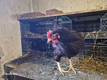 hinduşqa yumurtasi: Toyuq, Yumurtalıq — 2