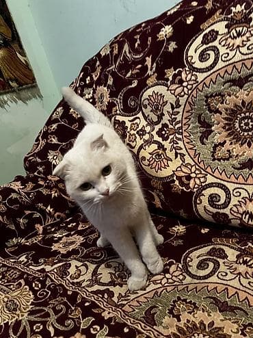 ev heyvanlari satisi: Təcili satılır! 🐱 Növü: Scottish Fold (qulaqları qatlanan) Çox gözəl — 5