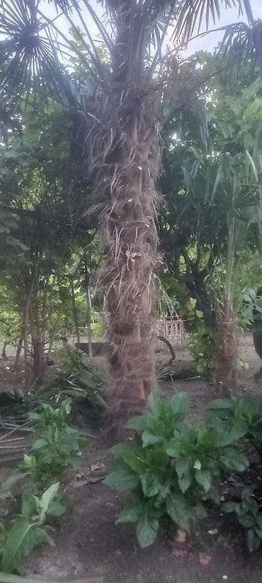 Dekorativ xurma/palma ağacı – fanşəkilli yarpaqlı - Növ: Trachycarpus — 2