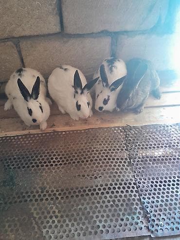 suda yaşayan heyvanlar haqqında məlumat: 4 dedi bogazdi hamsi — 1