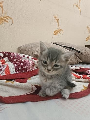 pişik satışı sumqayıt: İki bala sahibləndirilir.Qalan sallaq qulaq bala isə satılır — 3