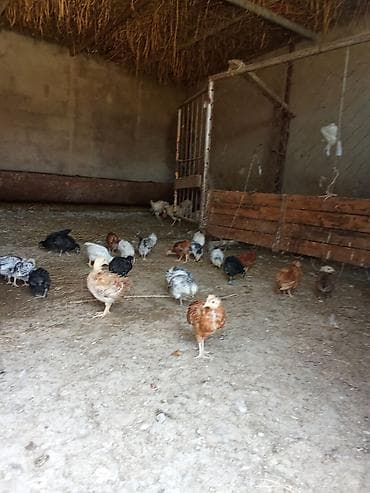 austrolop cücəsi: Toyuq cücələri, Damazlıq — 2