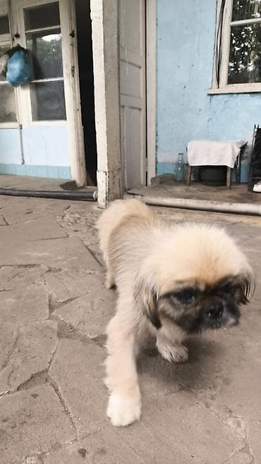 haski itleri: Pekines, 7 ay, Erkek — 3