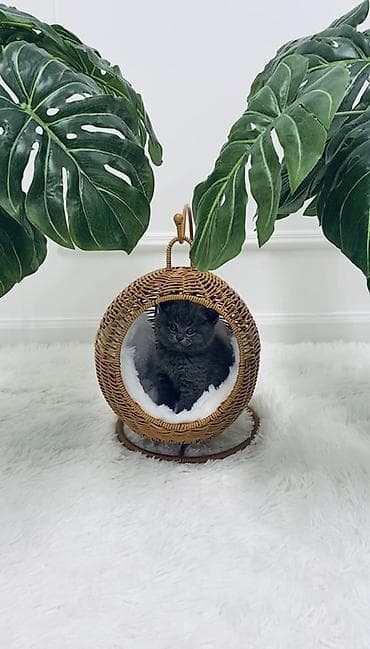 K/t heyvanları və malları: Hamsı bu qiymete Rattan materialdan hazırlanmış dairəvi asma pişik — 3