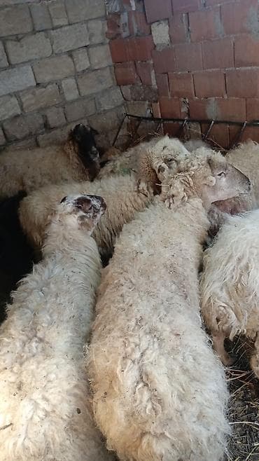 qoyunlar: Qoyun sürüsü satılır - Növ: ağ yunlu yerli qarışıq cinslər — 3