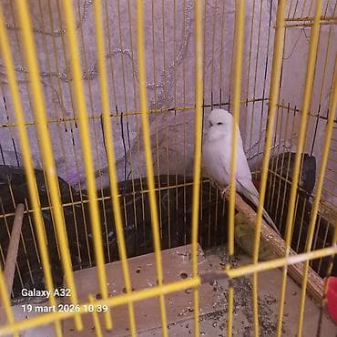 Temiznqan erke çex mayasin qacirtmisam deye tek qalib cute dusen