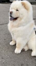 купить щенка чау чау: Чау-чау — 4