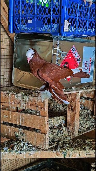 cex quslar: Cins: Şabalıd rəngli bəzək göyərçini Xüsusiyyətlər: - Aydın ağ “qab” — 1