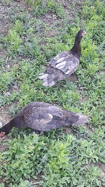 bala dovşanlar: Erkək, | Macar, Damazlıq, Pulsuz çatdırılma — 6