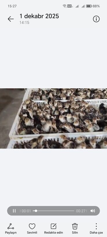 Akvariumlar: 1 Günlük Amerika Bronz balası Sifarişlərimiz Qəbul olunur Bütün Afda — 3