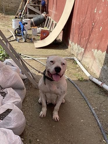 it adlari qiz: Pitbul, 3 il, Dişi, Peyvəndli, Ünvandan götürmə — 2