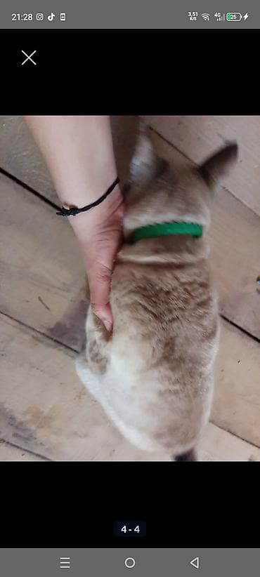 pişik haqqında məlumat: Yaxşı əllərə — 3