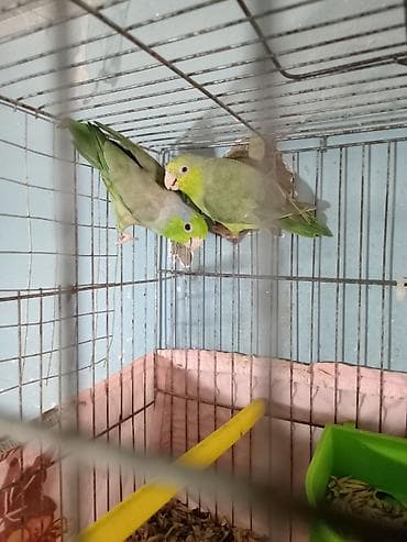 sevgi qusu: Nerazluçnik ərkey dişi tam sağlam vatsap 055 840 28 10 unvan Yeni — 3