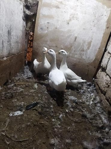 ağ xaski: Satılır: Ağ ördəklər (3 baş) - Rəng: tam ağ lələklər - Gaga: açıq — 2