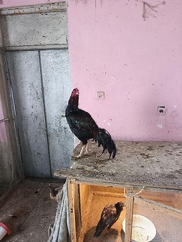 heyvanlara verilən xüsusi adlar: Aseel tipli xoruz - Cins: Aseel (uzunboyun, möhkəm skeletli, güclü — 4