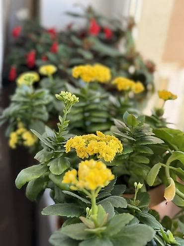 demir gul qablari: Sarı çiçəklənən Kalanxoe (Kalanchoe blossfeldiana) – saksı bitkisi - — 3