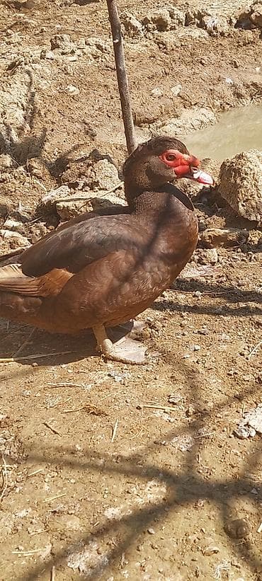 it bazari 2019: Lal ördək. Krasnadar. Erkək maya. 1 illik. Tam sağlam heyvanlardı — 2