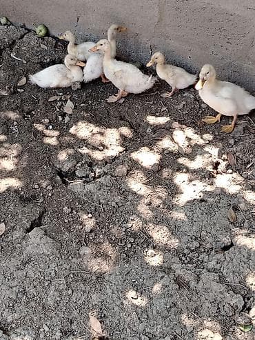 qaz ördək satışı: Satılır: ağ rəngli ördək balaları (təxminən 6 baş) - Cins: yerli ağ — 1
