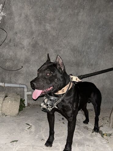 померанский шпиц баку: Питбуль, 2 месяца, Самец, С прививками, Самовывоз — 3