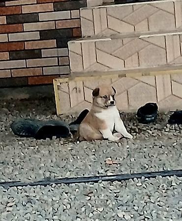 it cinsi adlari: Peyvəndli — 2