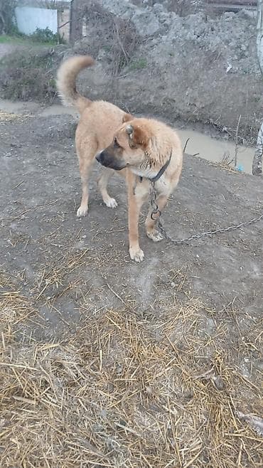 anadolu çoban iti: 8 ay — 1