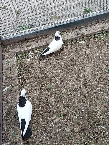 goyərclər: Təmiz abrez hazır cütü. uçuş oynamaq var — 1