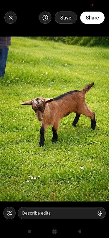 Salam alpin oberhas ərkəy çəpişi satılır 20 günlükdur. anası 4 .5 litr