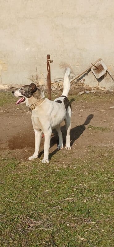 Lexus: Qurdbasar, 2 il, Erkek, Peyvəndli, Rayonlara çatdırılma — 8