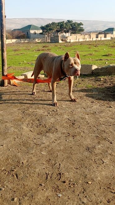 доберман цена в баку: Питбуль, 1 год, Самка, С прививками, Самовывоз — 4