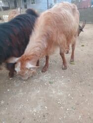 İtlər: Dişi, Hələb, il: 3, Damazlıq — 6