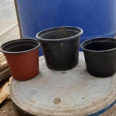 Bitki dərmanları: Plastik dipcek qabi — 1