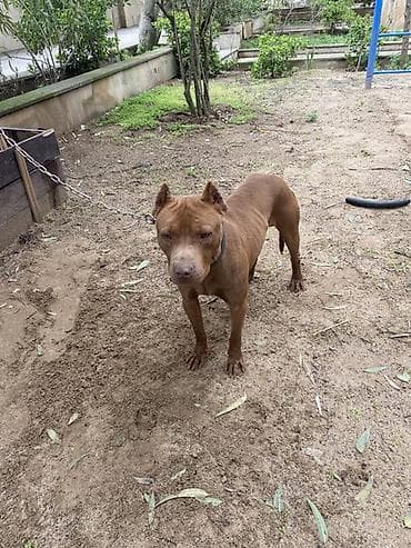 afcarka itləri: Pitbul, Erkek, Ünvandan götürmə — 5