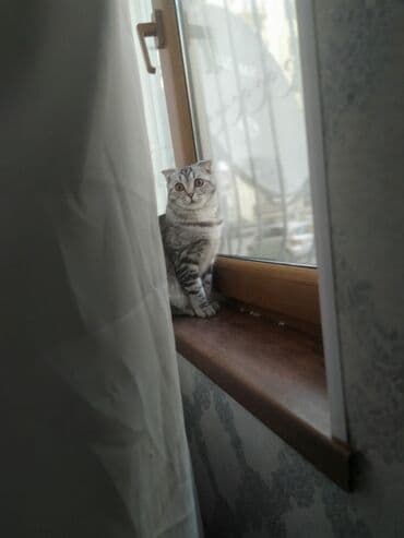 Gəmiricilər: Şotland yastı qulaq, Dişi, Yaxşı əllərə — 3