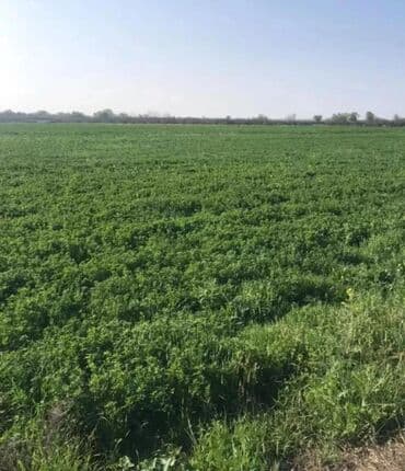 bina evləri bakı: 1500 sot, Kənd təsərrüfatı, Mülkiyyətçi, Kupça (Çıxarış) — 10