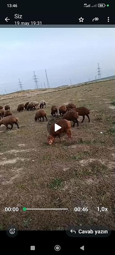qoyun boğaz: Qoyun sürüsü satılır – ətlik və damazlıq üçün əlverişli yerli cinslər — 2