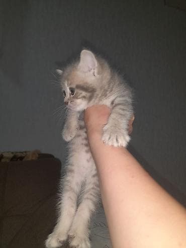 Pişiklər: 1ay yarımlıq bala, dişi,blue tabby . korm yeyir. Boz-qrey rəngli — 7