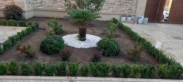 lipa ağacı: Dekarativ agaclarin satisi qazon torpaq torf diger gubrelerin satisi — 16