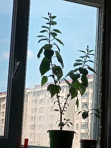 ana urəyi gulu: Kitayski roza təcili satılır!! 5-3 gündən bir gül verir — 2