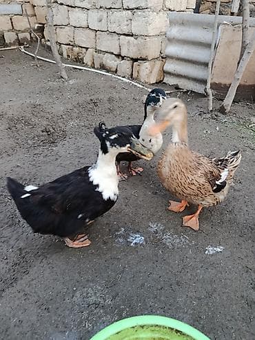 ördeklər: 2si fere biri erkeydi hal hazirda yumurtalarida var yuvasinda barter — 2