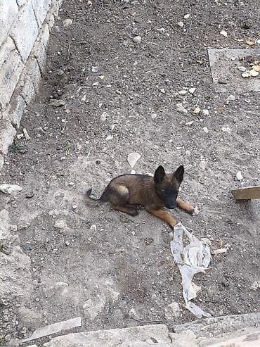 şpits itleri: 2 ay, Dişi, Ödənişli çatdırılma — 5