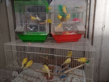 Yuvalar: Rəngarəng kanareykalar və qəfəslər - Sarı və ağ tonlarda kanareykalar — 1