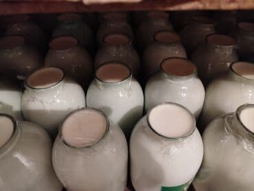 Yumurta: Məhsul: Bərdədə qatıq – topdan satış Təsvir: - Şüşə bankalarda təzə — 4