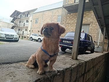 it alman: Pekines, 1 il, Erkək, Ünvandan götürmə — 10